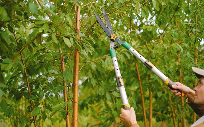 Tree trimming in Tupelo, AR